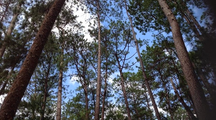 Bucari Pine Forest (8) Mount Hamiguitan Range Wildlife Sanctuary