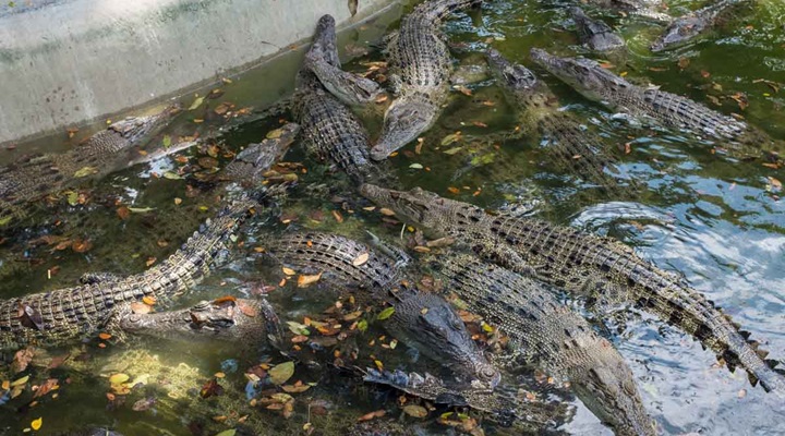 Crocodile Park