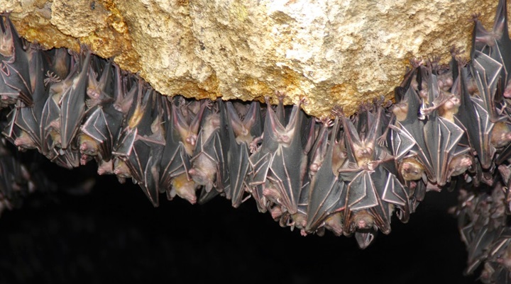 Monfort Bat Sanctuary