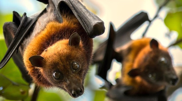 Monfort Bat Sanctuary