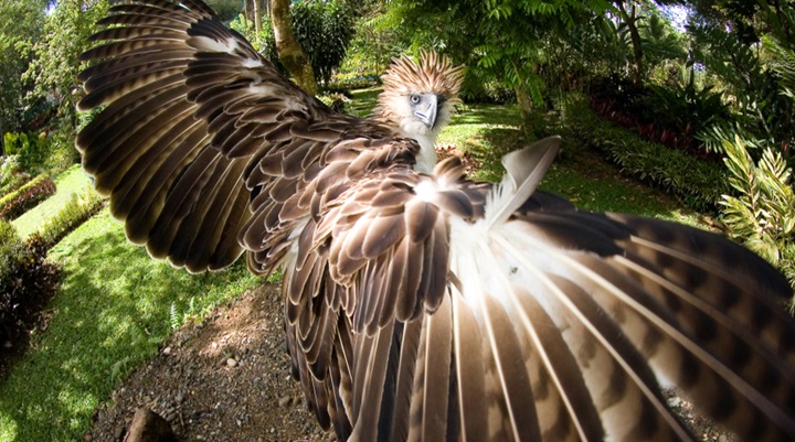 Philippine Eagle Center