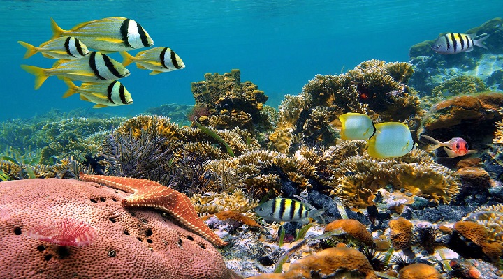 Colorful coral reef with school of tropical fish