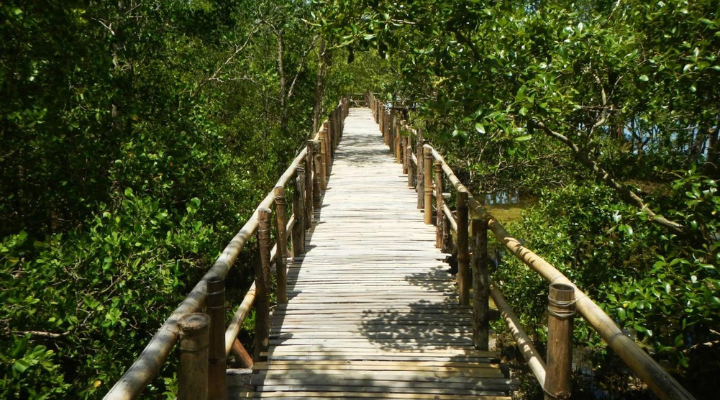 Pagatpat Mangrove Park (1) Pagatpat Mangrove Park