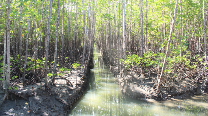 Pagatpat Mangrove Park (4) Pagatpat Mangrove Park
