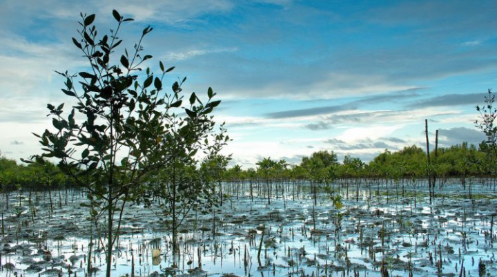 Pagatpat Mangrove Park (5) Pagatpat Mangrove Park