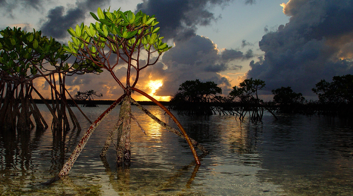 Pagatpat Mangrove Park (6) Pagatpat Mangrove Park
